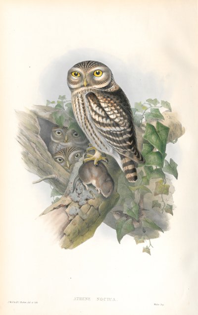 Illustration of Athene Noctua (Little Owl) by John Gould